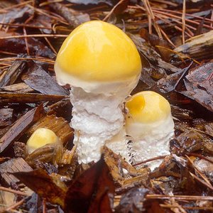 Stropharia_ambigua(mgw-04).jpg