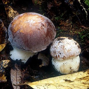 Boletus_aereus(mgw-01).jpg