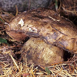 Boletus_haematinus(mgw-01).jpg