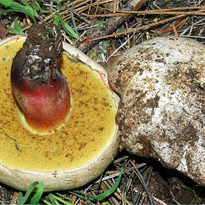 Boletus_rubripes(db-01).jpg