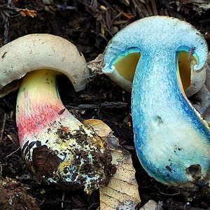 Boletus_rubripes(db-02).jpg