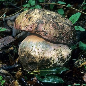 Boletus_satanas(mgw-03).jpg