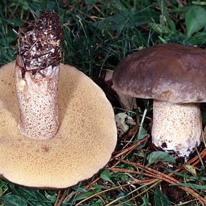 Suillus_pungens(fs-02).jpg