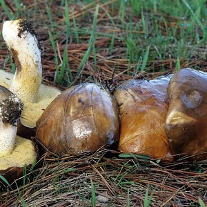 Suillus_pungens(mgw-01).jpg