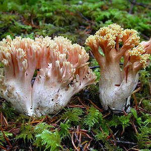 Ramaria_formosa(Exeter-2005-67).jpg