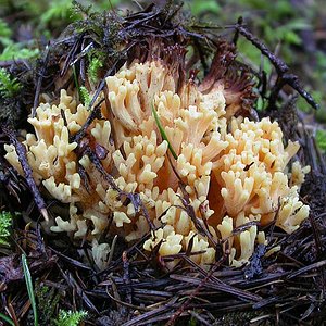 Ramaria_rubricarnata_verna(Exeter-2006-01).jpg