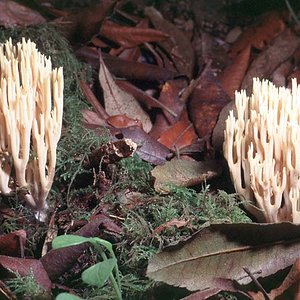 Ramaria_stricta(bk-02).jpg