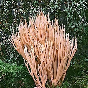 Ramaria_stricta(fs-01).jpg