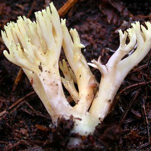 Ramaria_stricta(rle-2003-14).jpg