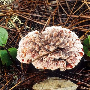 Hydnellum_peckii(mgw-01).jpg