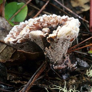 Hydnellum_peckii(mgw-02).jpg