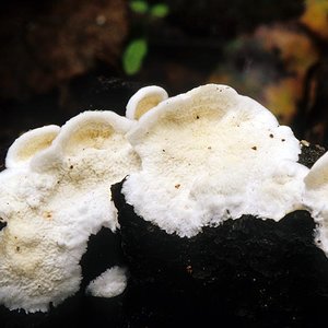 Abortiporus_biennis(mgw-01).jpg