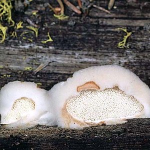 Oligoporus_leucospongia(fs-01).jpg