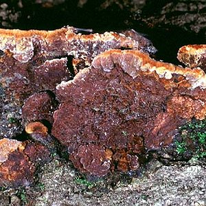 Phellinus_gilvus(mgw-03).jpg