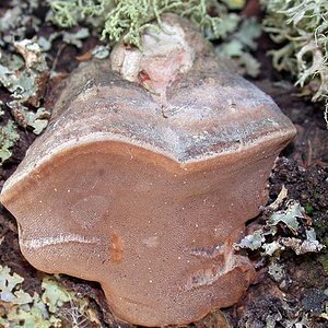 Phellinus_igniarius(dd-4198).jpg