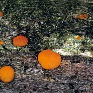 Dacrymyces_deliquescens(mgw-02).jpg