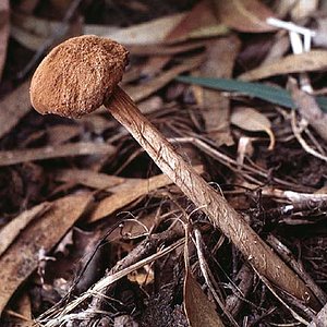 Battarraea_phalloides(fs-02).jpg