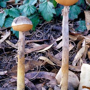 Battarraea_phalloides(fs-04).jpg