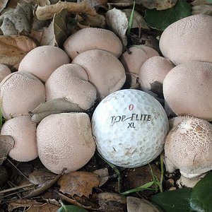 Lycoperdon_perlatum(mgw-03).jpg