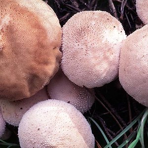 Lycoperdon_perlatum(tg-01).jpg