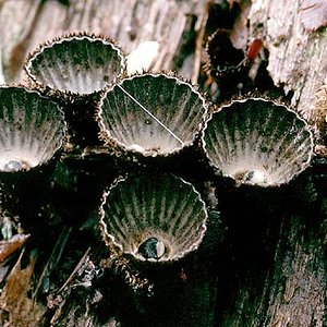 Cyathus_striatus(tfl-s412-08).jpg