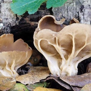 Helvella_acetabulum(fs-01).jpg