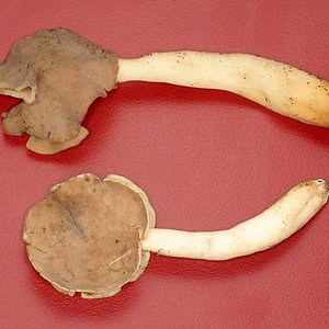 Helvella_compressa(mgw-01).jpg