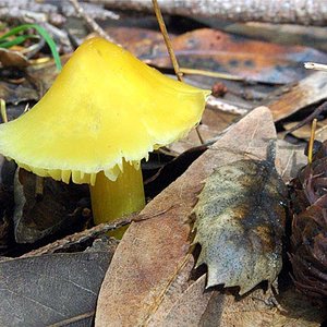 Hygrocybe_flavescens(db-01).jpg