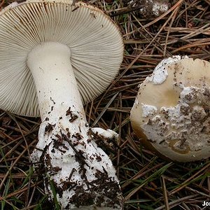 palmer_amanita_breckonii.jpg