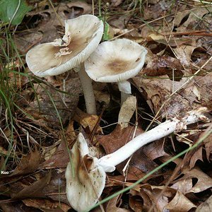 amanita_brunnescens_02big.jpg