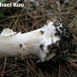 amanita_brunnescens_07_thumb.jpg