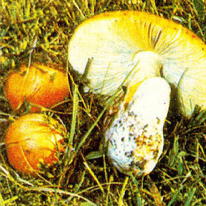 amanita_caesaria1.jpg