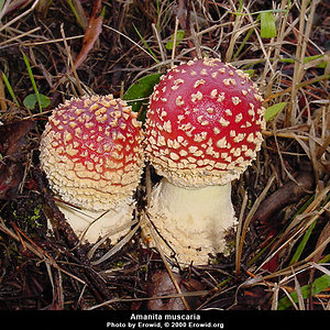 amanita_muscaria21.jpg