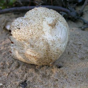 amanita_sp_01_02big.jpg