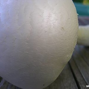 amanita_thiersii_03.jpg