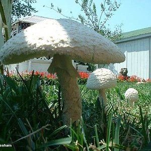 gresham_amanita_thiersii_02.jpg