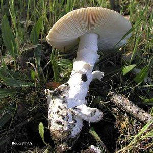 smith_amanita_velosa_03.jpg