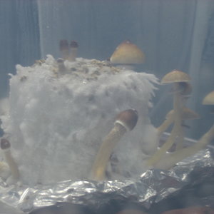 Crescimento dos cogumelos 2.jpg