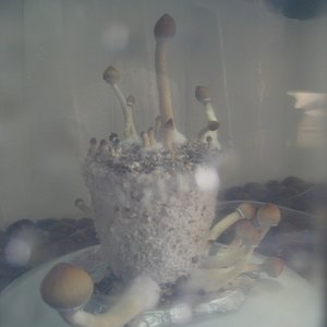 Crescimento dos cogumelos 02.jpg