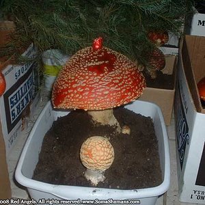 amanita-mushroom-redangels-07.jpg