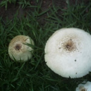 mushroom (1).JPG