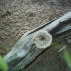 mushroom (4).JPG