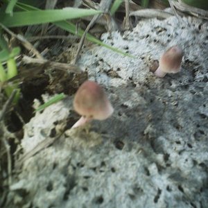 mushroom (13).JPG