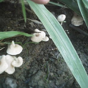 mushroom (14).JPG