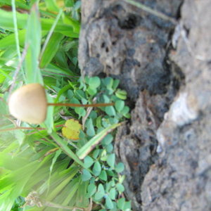 mushroom (15).JPG