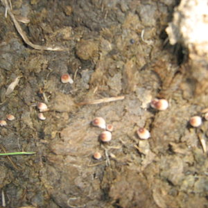 mushroom (17).JPG