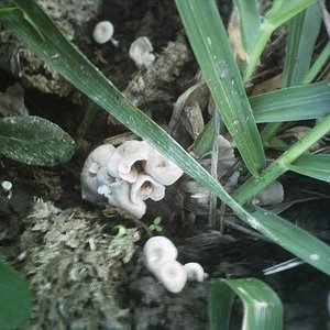 mushroom (18).JPG