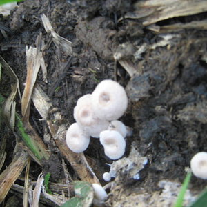 mushroom (19).JPG