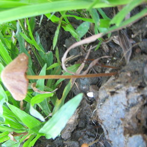 mushroom (20).JPG