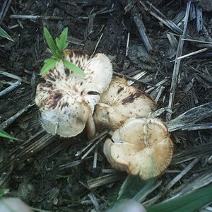 mushroom (23).JPG